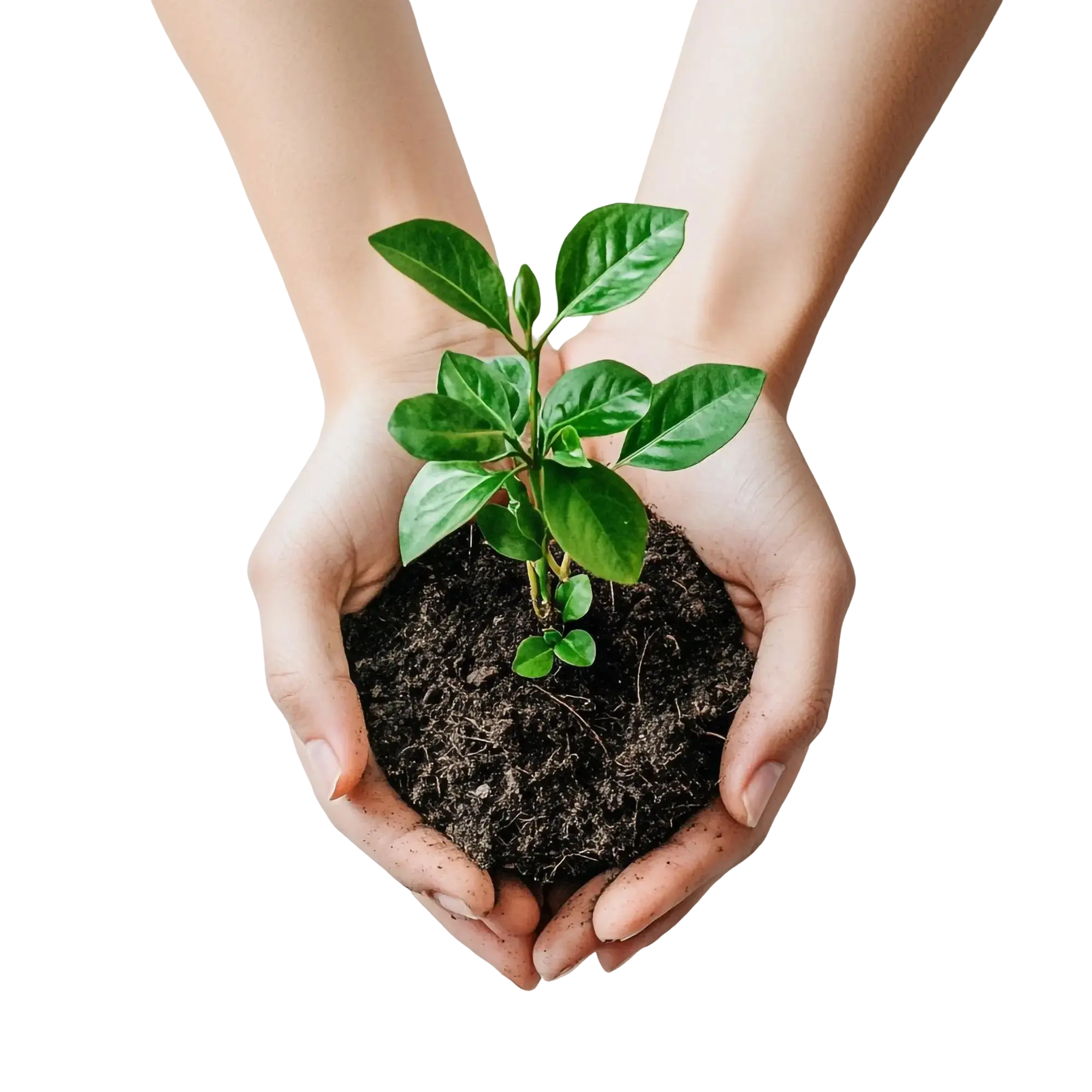 オーガニック原料